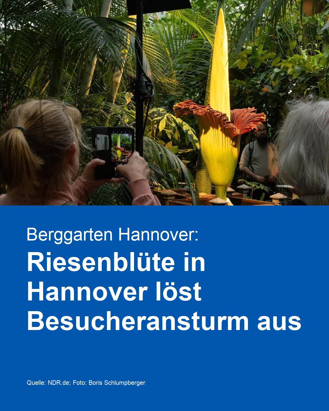 Berggarten Hannover: Riesenblüte in Hannover löst Besucheransturm aus